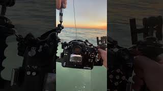 Photographing stingrays at sunset #shorts