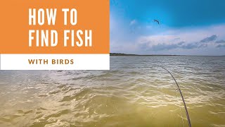 How To Find Fish With Birds | Port Mansfield Fishing