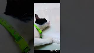 I am your Kitty , you listen to me 😎 #shorts #ytshorts #viral #cat #siamese #cute #funnycat#trending