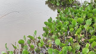 O LUGAR PARA TER TRAIRA! pescaria rio guirai