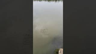 catching green sunfish to feed a great blue heron