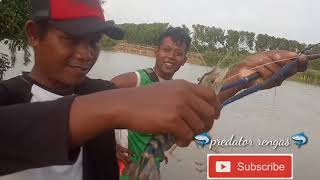 mancing udang galah