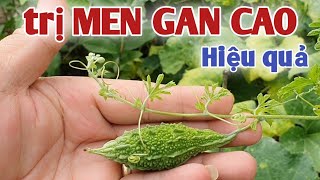 trị MEN GAN CAO hiệu quả. PHAN HẢI Vlog