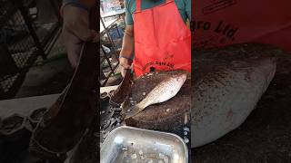 Big Golden carp fish cutting video 🔥 fish cutting skills 🔪#shorts #short