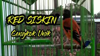 RED SISKIN GACOR, CENGKOK UNIK!!!