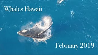 Whales Hawaii February 2019: Mavic Pro Drone Footage