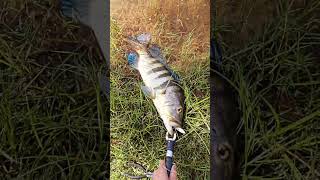 INACREDITÁVEL O TANTO DE PEIXE QUE TEM NESSE LUGAR! #viral #shorts #pescaria #pesca #fishing