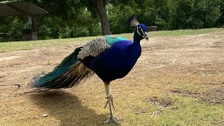 Peacock Fan Out for display