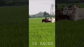 Ox Races | Live Khalsa Tv Ox Race | Pendu Culture