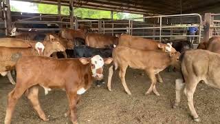 Canowie Cattle Co - 71 Calves