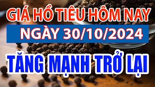 Giá tiêu hôm nay 30/10/2024: Tăng mạnh trở lại #giatieu