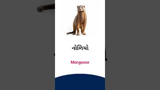 Mongoose meaning in Gujarati - English Dictionary