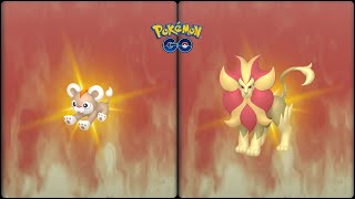 Pokemon Go: Evolving Shiny Litleo into Shiny Pyroar ♂