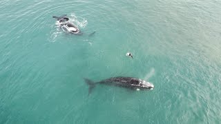 BALLENAS EN MAR DEL PLATA, ZONA SUR. Video ll