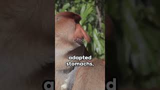 Proboscis Monkey 🐒🐵