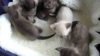 Month old Burmese kittens