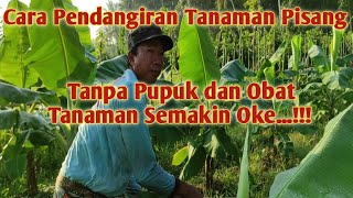 Cara Pendangiran Tanaman Pisang