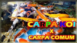 Carpa colorida koi x Carpa colorida comum - Preço das carpas coridas