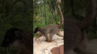 A amazing madagascar rainforest animal #youtubeshorts #lemurs