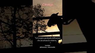 Nel respiro profondo dell'aurora che accarezza la criniera #cavalli #animali #frasedelgiorno