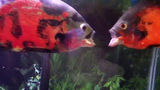 Oscar Fish Pairing Behavior