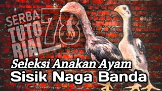 Seleksi Anakan Ayam Sisik Naga Banda / Beras Muntah