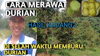 Cara merawat durian agar besar!! di waktu berburu durian