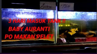 CARA CEPAT BABY AURANTI MAKAN PELET SIMAK VIDEO #auranti #fyp #channagalak #aurantipo #aurantipo