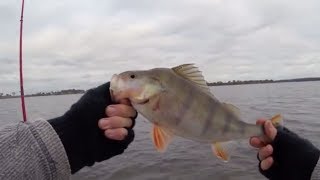 30+ Redfin caught @ Lake Eppalock [12-06-17]