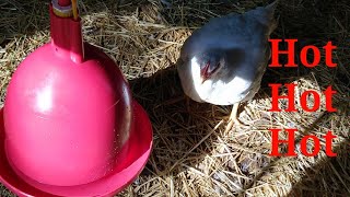 30 Seconds Of A Hen Saying Hot. (Funny)