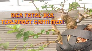 memperbaiki media tanam pada bonsai sancang on the rock