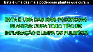 ESTA É UMA DAS MAIS PODEROSAS PLANTAS CURA TODO TIPO DE INFLAMAÇÃO E LIMPA O SANGUE