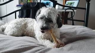 Shichon Pup in Total Concentration Trying to Eat a Bone