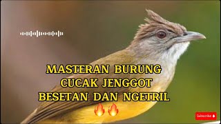 MASTERAN BURUNG CUCAK JENGGOT GACOR FULL BESETAN DAN NGETRIL TAJAM AUDIO SANGAT JERNIH#cucakjenggot