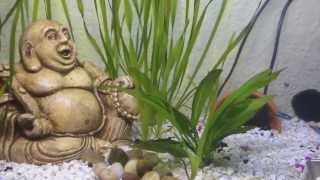 African Dwarf Frog Care