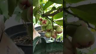 Tabulampot Jambu air #fathanahid #tabulampot #jambuair