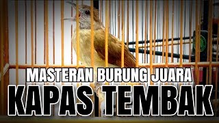 MASTERAN BURUNG LOMBA,KAPAS TEMBAK GACOR COCOK BUAT MASTERAN MURAI BATU CUCAK IJO KACER DLL