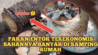 HARGA PAKAN SEMAKIN MAHAL || PAKAI INI AJA PASTI HEMAT