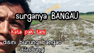 burung bangau /blekok sawah dan petani