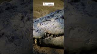 Amazing #crocodile Teeth #mystery of #nature #wildlife #explore #science #ecology #travel #india