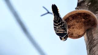 Schadebacher Teiche _ Ein Kleinspecht bei der Arbeit _ Zwergsäger in Gesellschaft _#Vogelbeobachtung