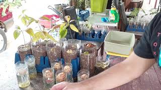 Time lapse. today I potted 22 more avocado trees. From water to soil. total of 61 avocado trees. 🥑😋