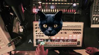 Behringer RD-9 in Action - Alpha Cats - Cats No.1