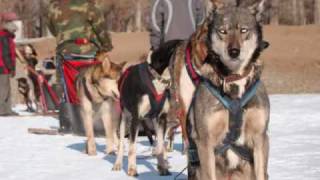 Sled dog in Mongolia.wmv