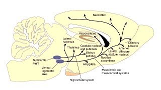 Catecholamines