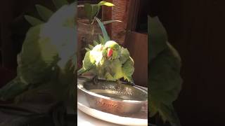 Parrot Pattu #bird