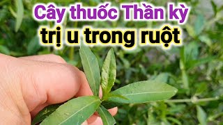 Loại cây thần kỳ trị u trong ruột.PHAN HẢI Vlog