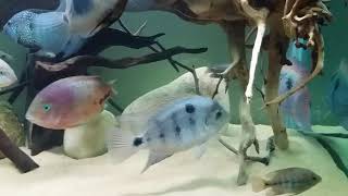 American cichlid Regani uaru