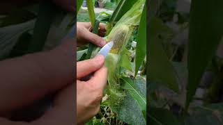 backyard corn farm : testing the sweet corn #shorts