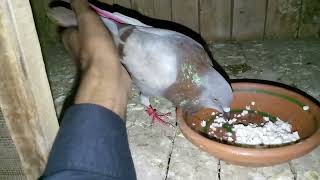 Lal Surkha Kabootar Ko Badam De Rahe Hain |M Asad Birds | #MAsadBirds #Kabutar #Pigeon